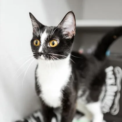 A baby small-sized female Black Domestic Short Hair cat named Polly Pocket for adoption in Atlanta, GA