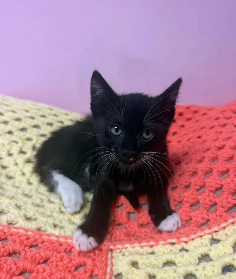 A young small-sized male Black & White / Tuxedo Domestic Short Hair cat named Peter for adoption in Freeport, NY