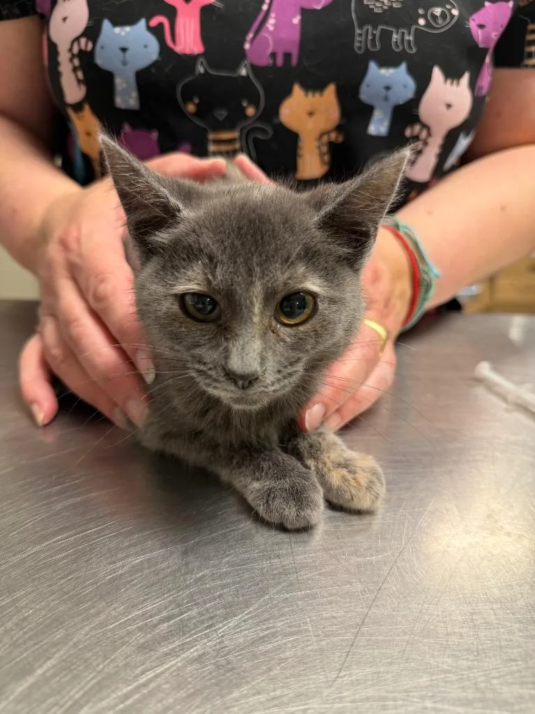 A baby small-sized female Domestic Short Hair cat named Trudy for adoption in Ewing, NJ