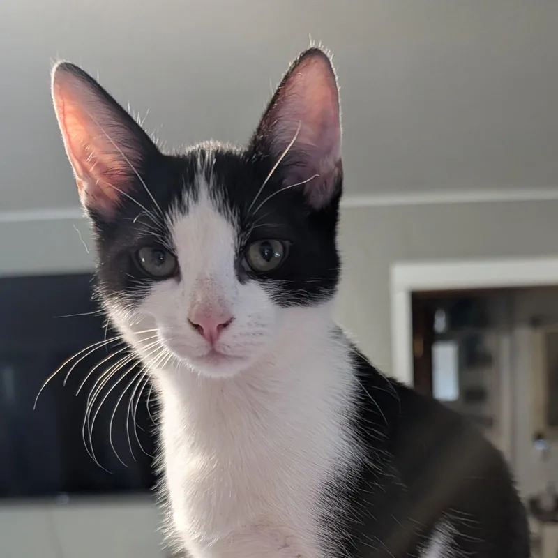 Domino
