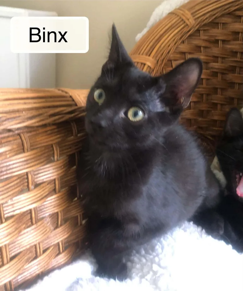 A baby small-sized male Black Domestic Short Hair cat named Binx for adoption in Ellicott City, MD