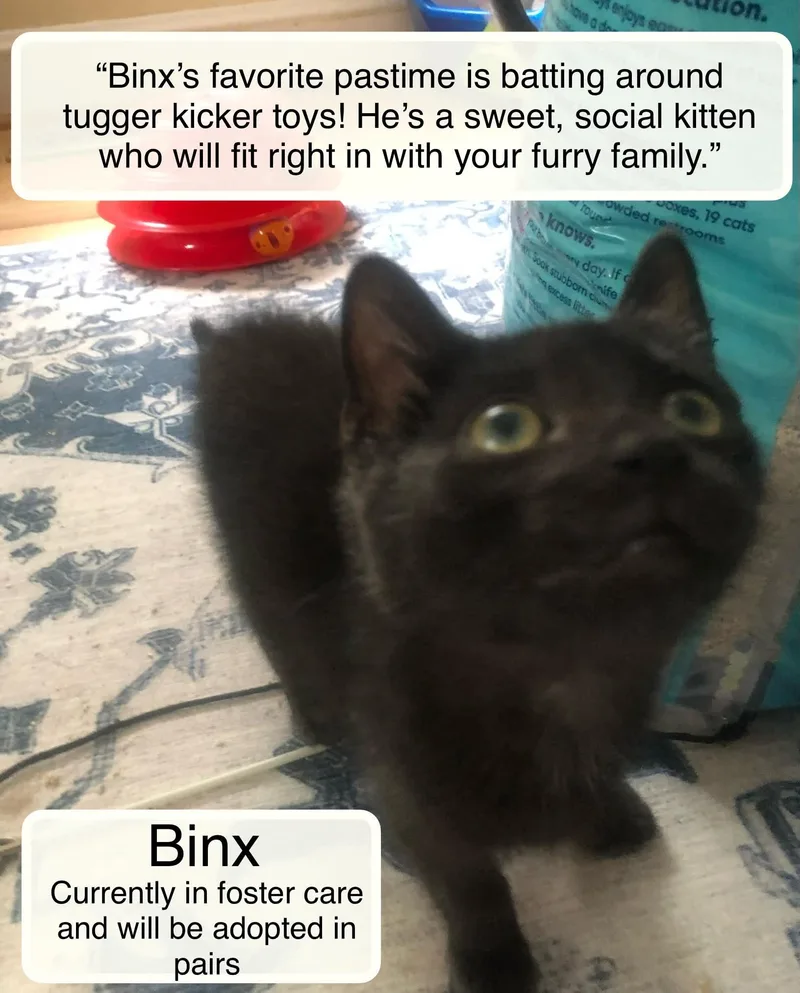 Binx thumbnail 2