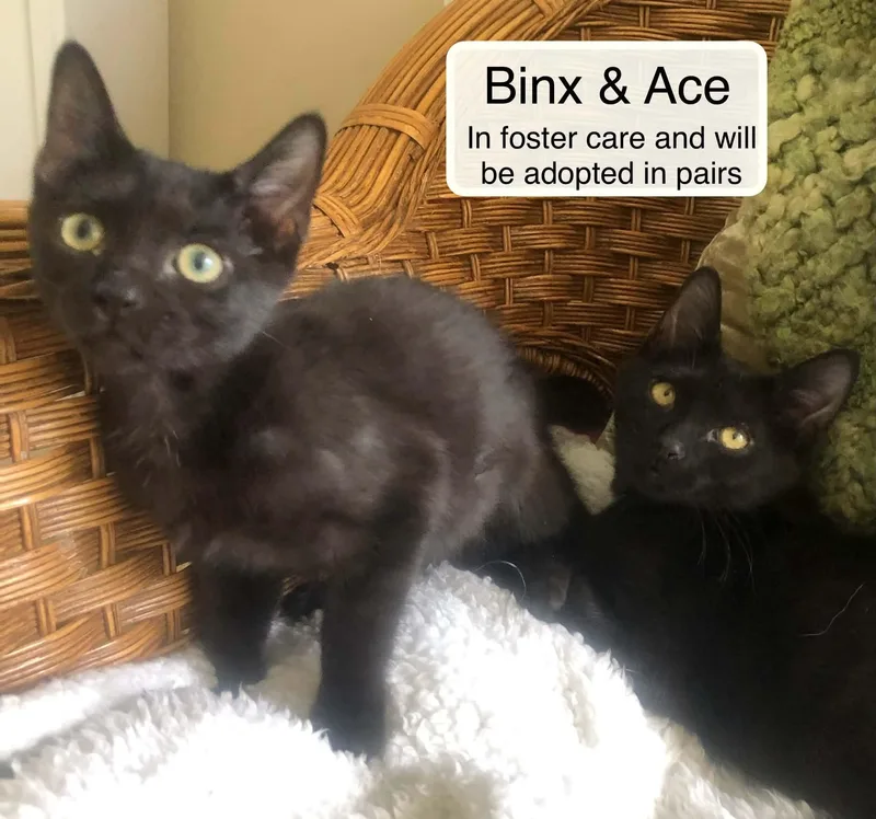 Binx thumbnail 3