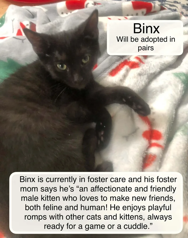 Binx thumbnail 4