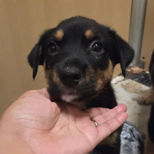A baby medium-sized male Pit Bull Terrier dog named Slinky for adoption in Oakland, CA