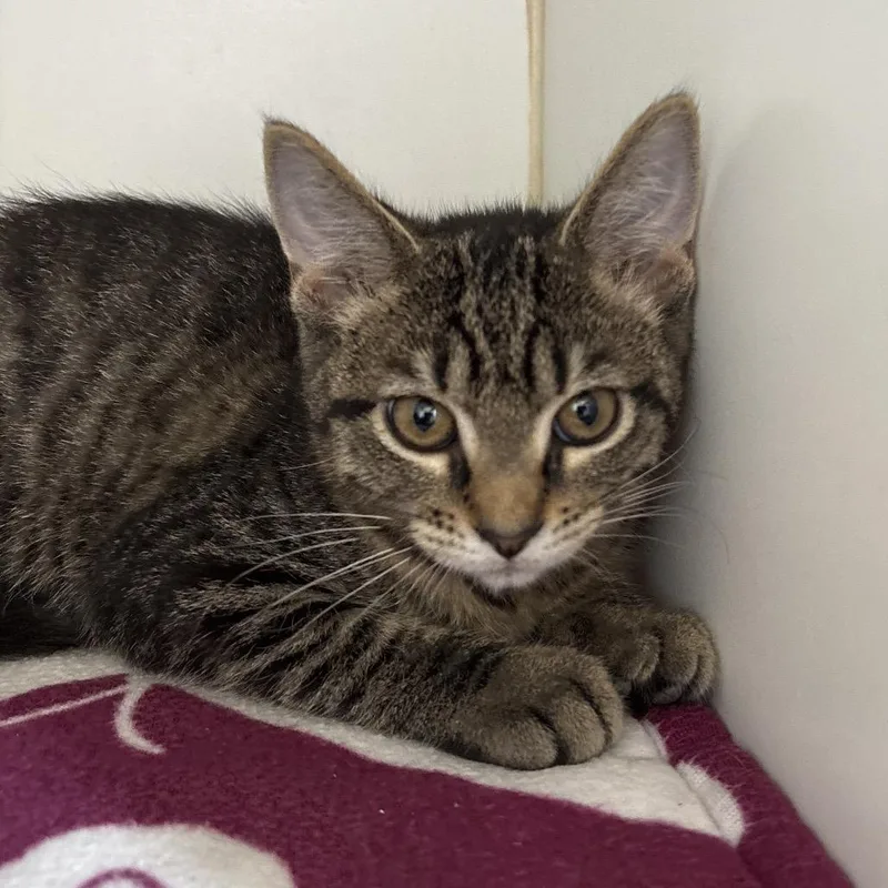 A baby small-sized female Domestic Short Hair cat named Krabby Patty for adoption in Naperville, IL