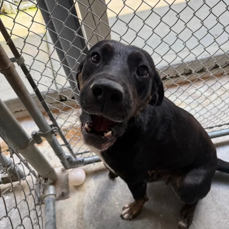 An adult medium-sized female Black Mixed Breed dog named Luna for adoption in Jefferson city, TN