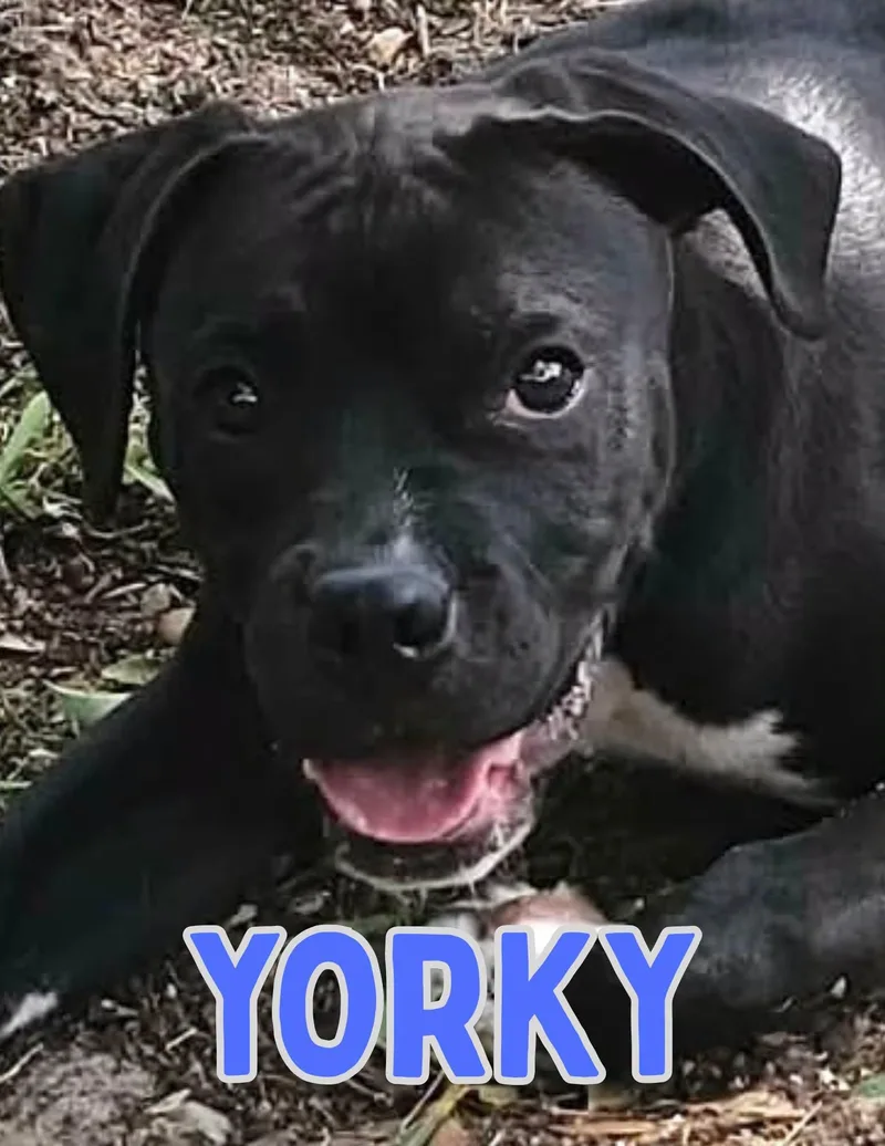 A young medium-sized male Black Mixed Breed dog named Yorky for adoption in Shalimar, FL