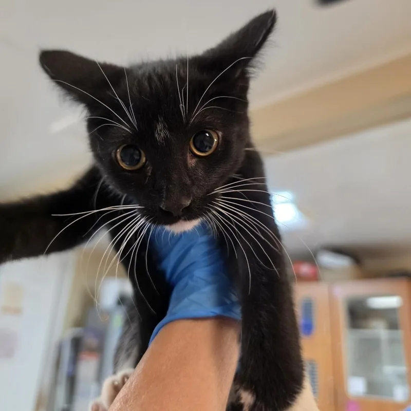 A baby small-sized male Black Domestic Short Hair cat named Six for adoption in Troy, IL