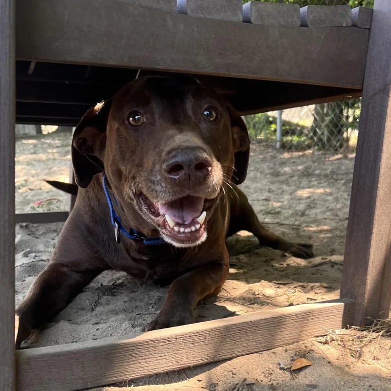 Chocolatte thumbnail 2