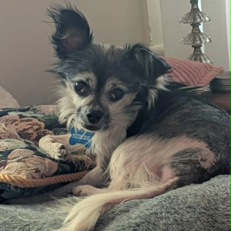 A senior small-sized female Chihuahua dog named Gertrude for adoption in Jarrettsville, MD