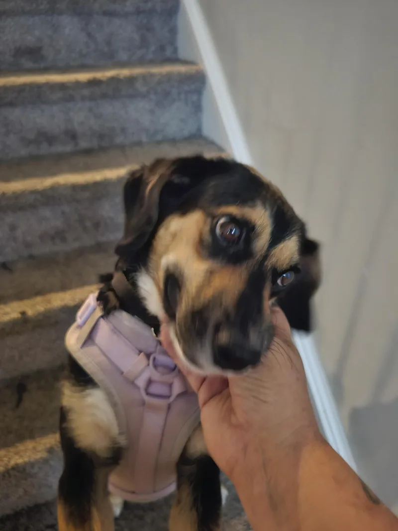 An adult medium-sized female Beagle dog named Cookie for adoption in Stafford, VA