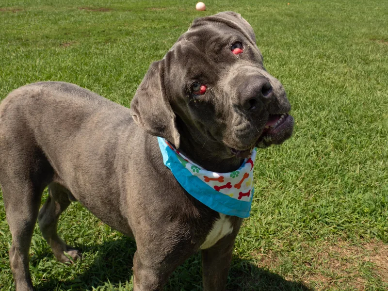 An adult extra large-sized male Mastiff dog named Tank for adoption in Myrtle Beach, SC