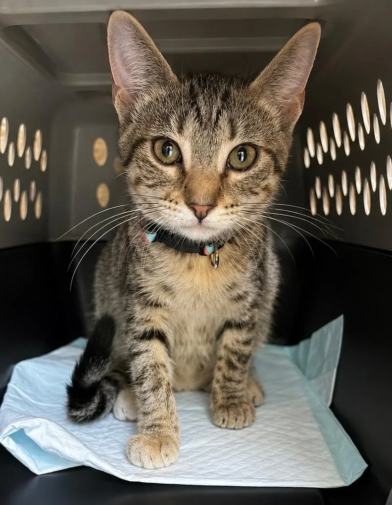 A baby small-sized female Domestic Short Hair cat named Fajita for adoption in Gorham, ME