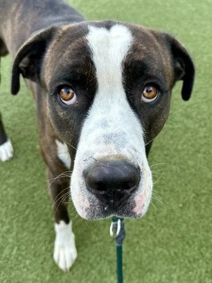 An adult large-sized male Black Mixed Breed dog named Sam the Onion Man for adoption in Wichita, KS