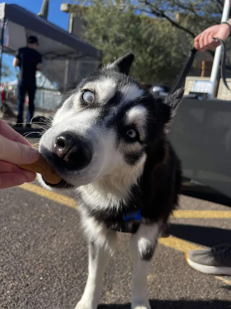 Coraline thumbnail 2