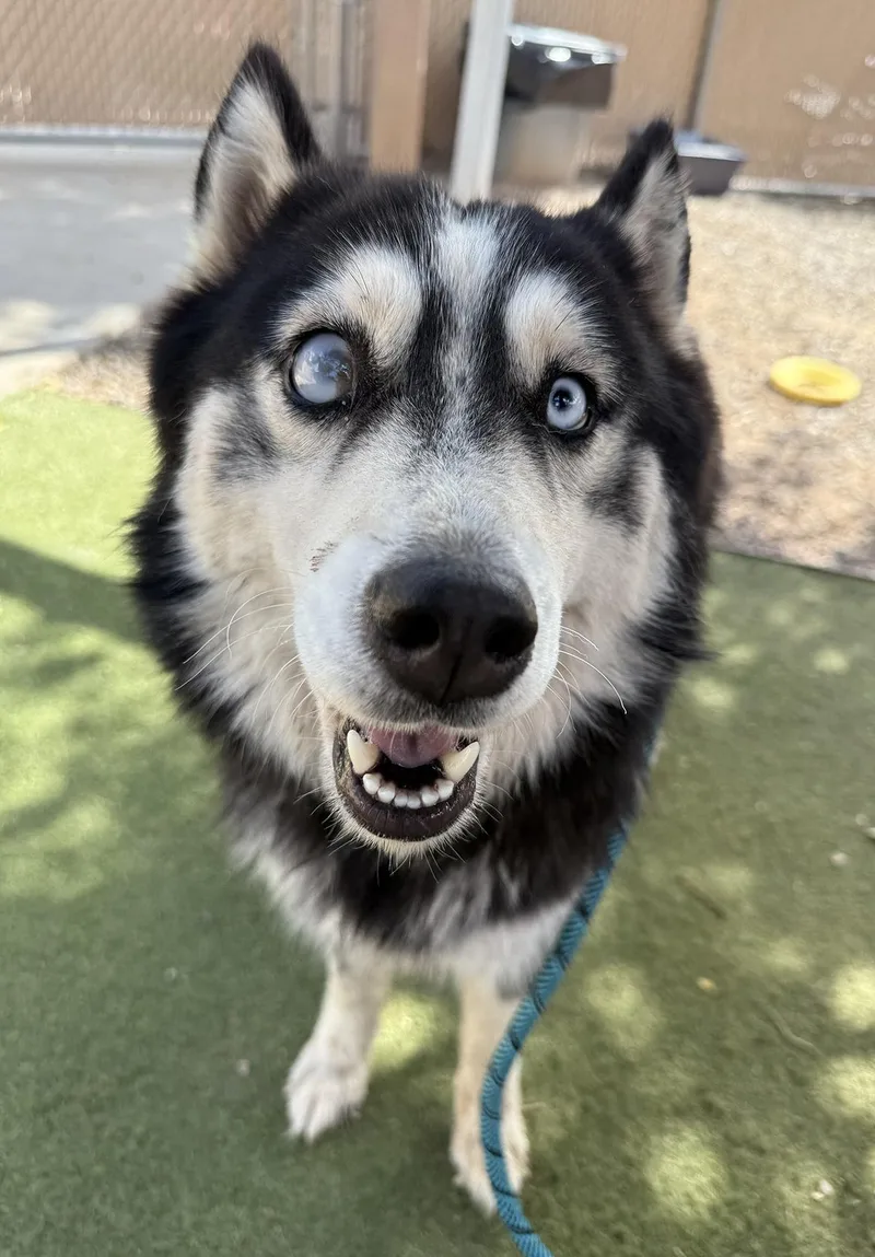 Coraline thumbnail 3