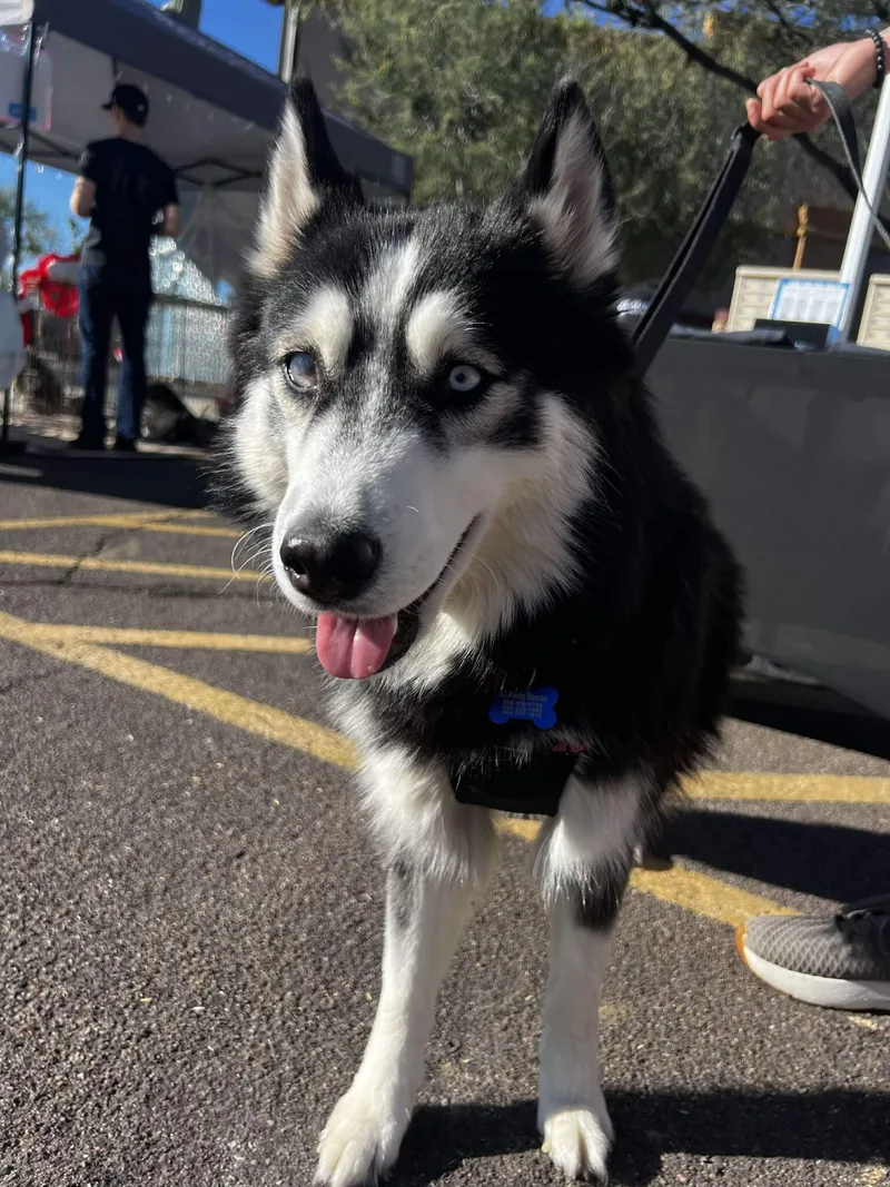 Coraline thumbnail 4