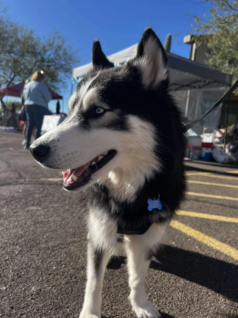 Coraline thumbnail 6