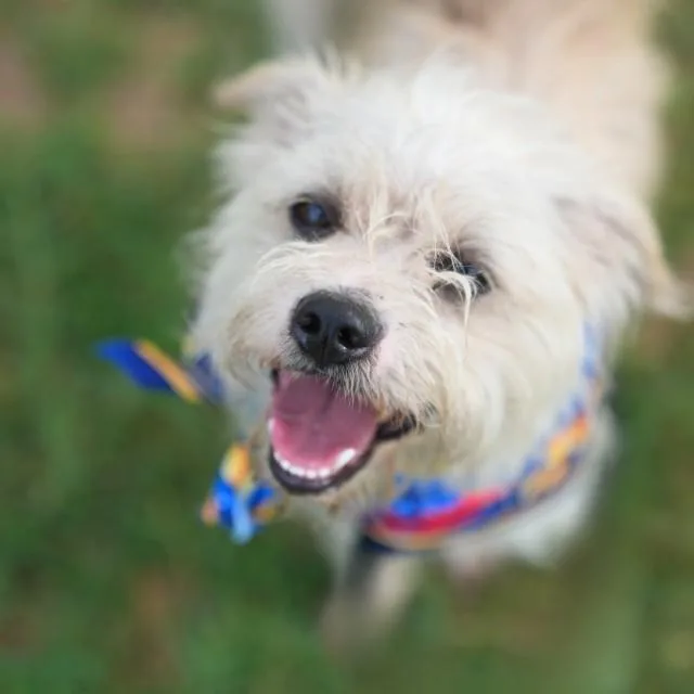 An adult medium-sized male Terrier dog named Benji for adoption in San Antonio, TX