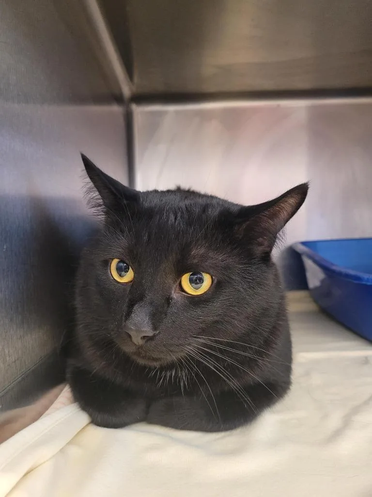 A young medium-sized male Domestic Short Hair cat named Bongo Bongo for adoption in New Kensington, PA