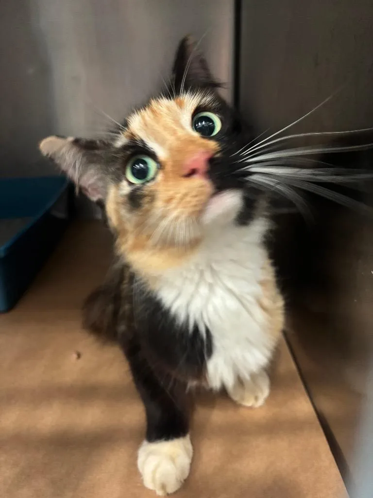 A young large-sized male Domestic Long Hair cat named Bambi for adoption in Cartersville , GA