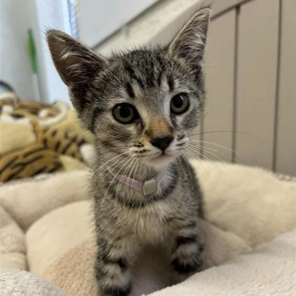 A baby small-sized female Brown / Chocolate Domestic Short Hair cat named Natasha for adoption in Long Beach, CA