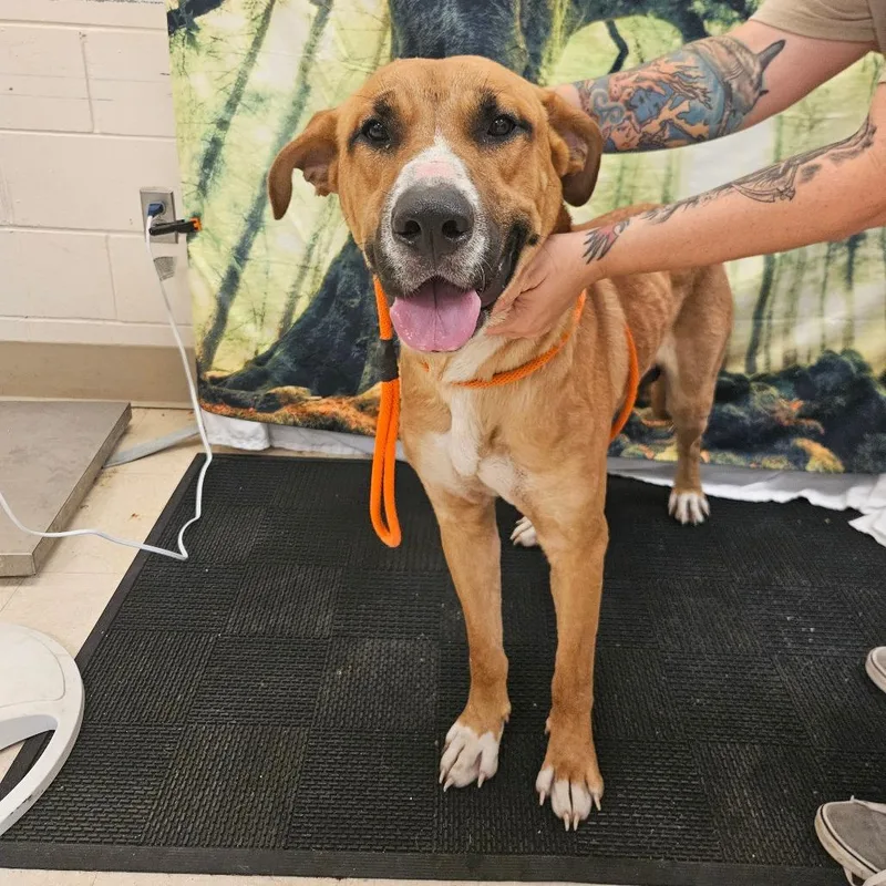 An adult large-sized male Yellow / Tan / Blond / Fawn Mixed Breed dog named Buck for adoption in Lake Panasoffkee, FL