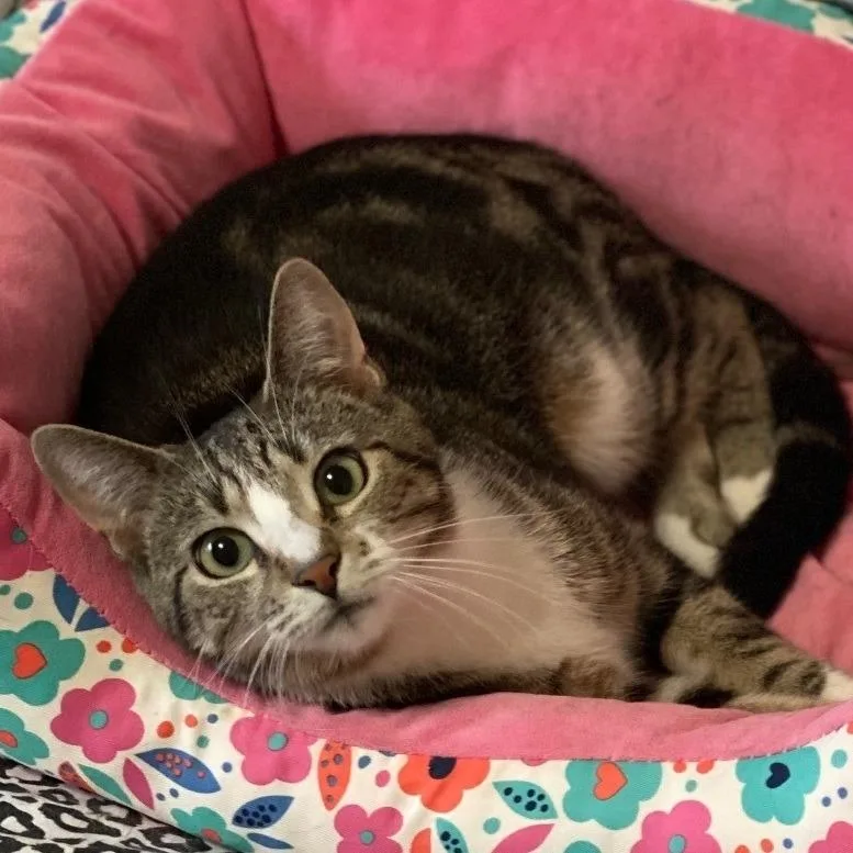 A senior small-sized female Brown / Chocolate Domestic Short Hair cat named Squiggy for adoption in Goshen, IN