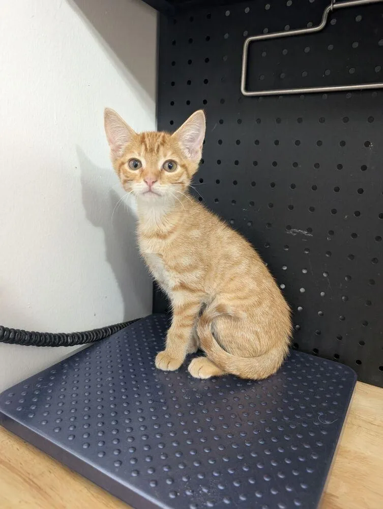 A baby small-sized female Tabby (Orange / Red) Domestic Short Hair cat named Mallory for adoption in Anoka, MN