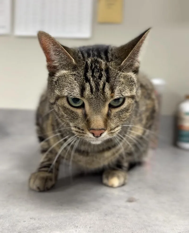 An adult medium-sized female Domestic Short Hair cat named Tiny for adoption in Bemidji, MN
