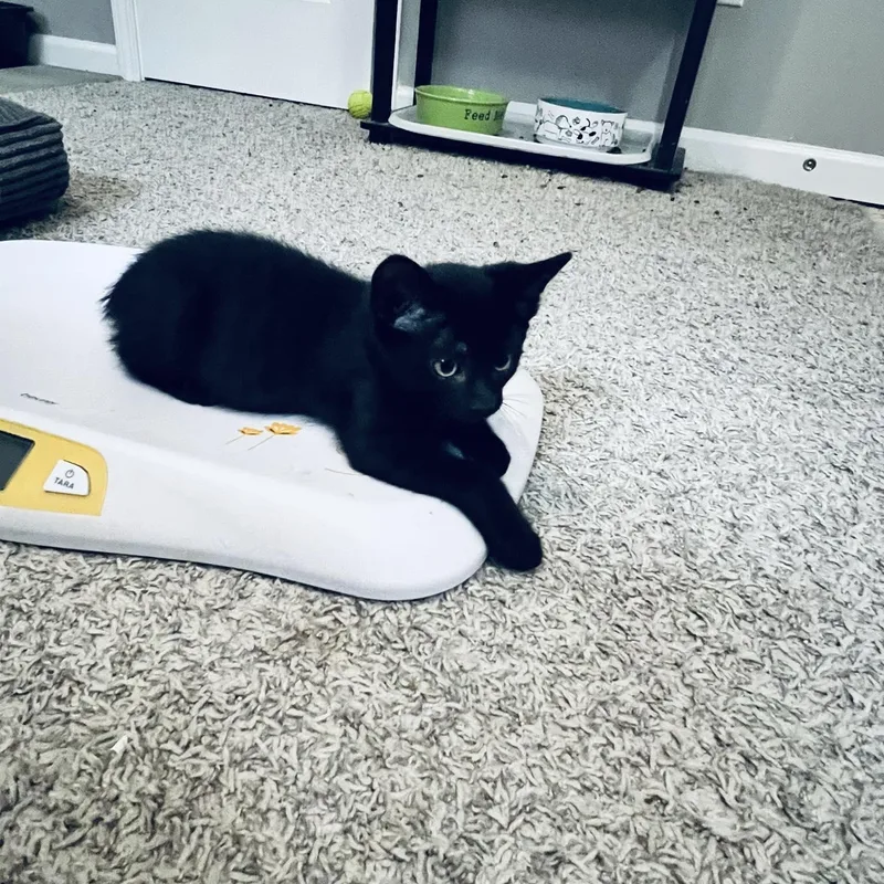 A baby small-sized male Black Domestic Short Hair cat named Enzo for adoption in Indianapolis, IN