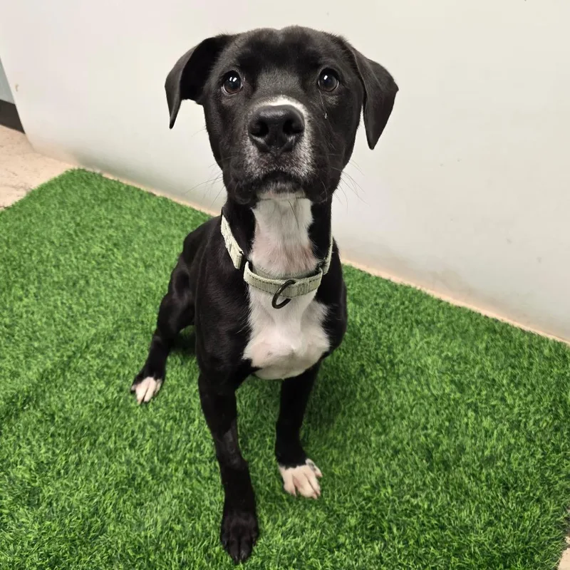 A young medium-sized male Black Pit Bull Terrier dog named Wrigley for adoption in Columbia, MO