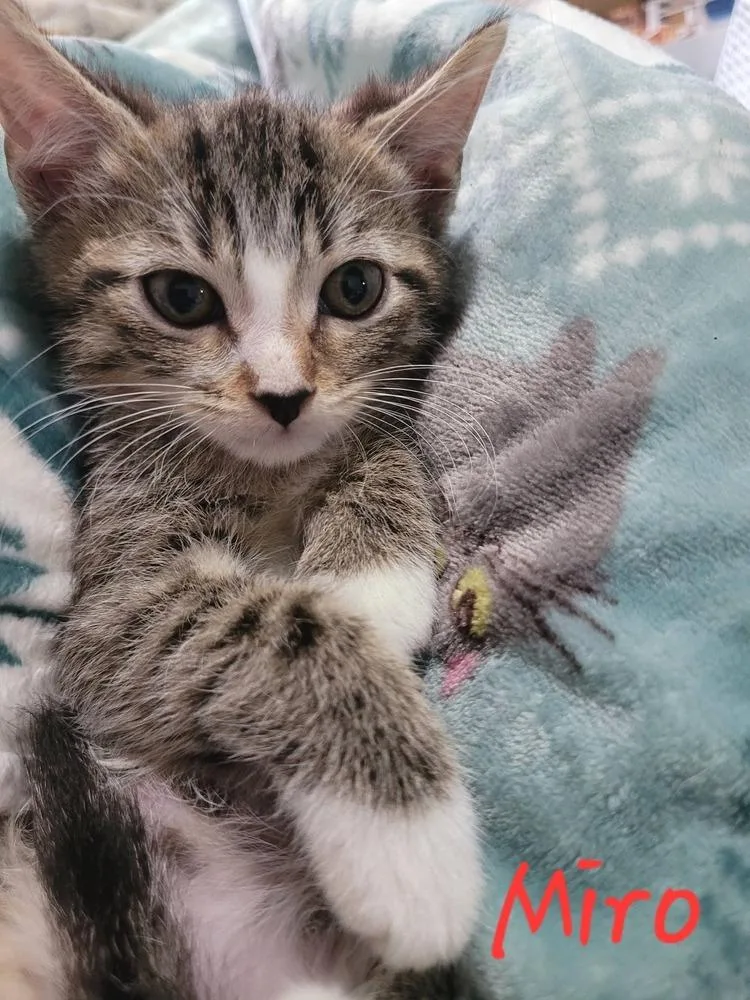 A baby small-sized male Domestic Short Hair cat named Miro for adoption in Blanchard, OK