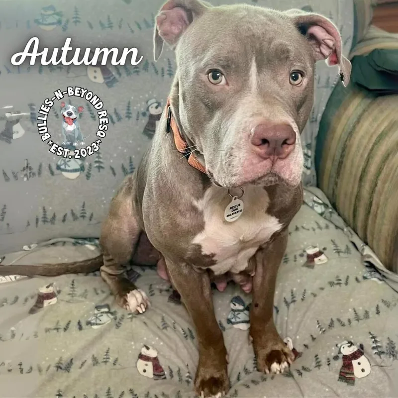 Aspen thumbnail 2