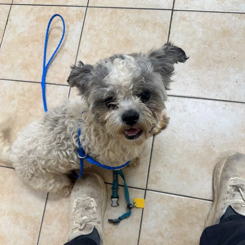 An adult small-sized male White / Cream Mixed Breed dog named Potato for adoption in Pekin, IL