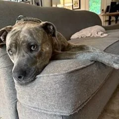 An adult large-sized female Gray / Blue / Silver Pit Bull Terrier dog named Birdie for adoption in Dallas, TX