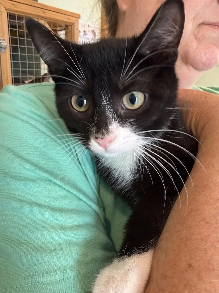 A baby medium-sized female Domestic Short Hair cat named Americus for adoption in Athens, OH