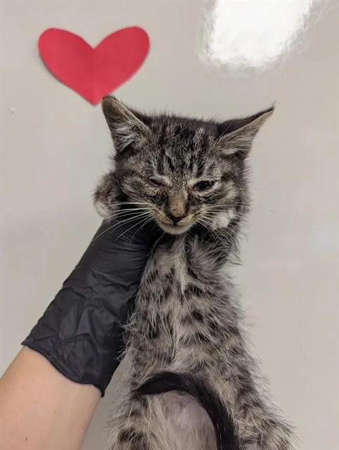 A baby small-sized male Domestic Short Hair cat named Bongo for adoption in Ontario, CA