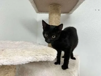 Roschelle thumbnail 4