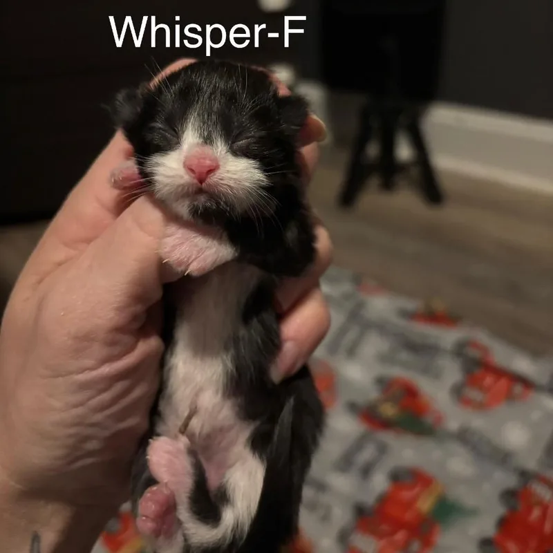 A baby small-sized female Black Domestic Short Hair cat named Whisper for adoption in Hinesville, GA