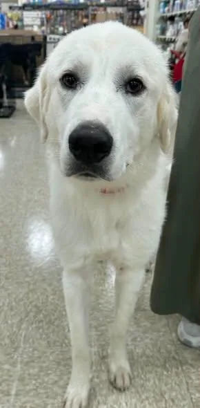 A young large-sized male Great Pyrenees dog named Noah for adoption in Tulsa, OK