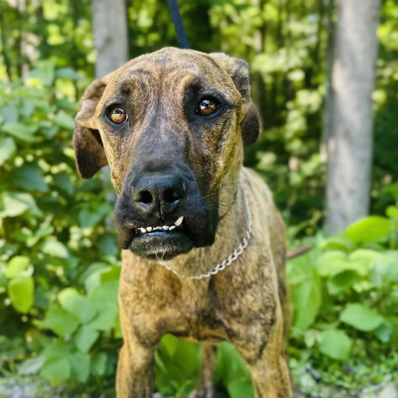 A young medium-sized female Brindle Plott Hound dog named Izzy for adoption in Cedarburg, WI