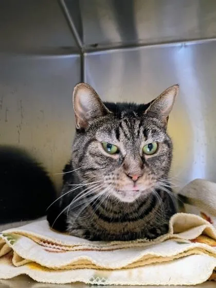 An adult small-sized female Domestic Short Hair cat named Phoebe for adoption in Beatrice, NE