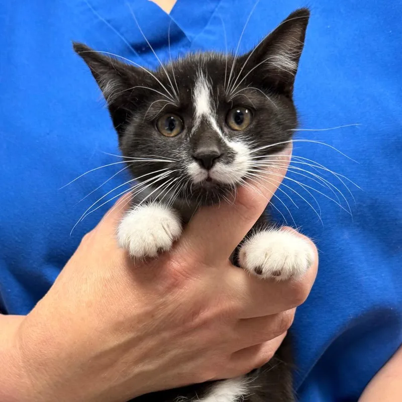 A baby small-sized female Domestic Short Hair cat named Morticia for adoption in Ewing, NJ