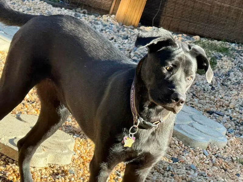 A young large-sized female Black Labrador Retriever dog named Raven for adoption in Halethorpe, MD