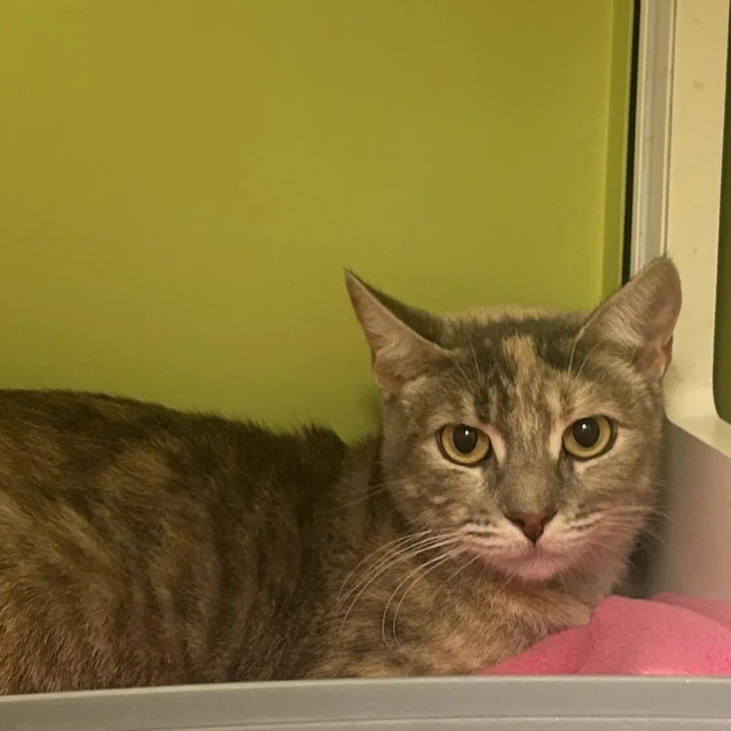 An adult medium-sized female Domestic Short Hair cat named Sizzle for adoption in Temecula, CA