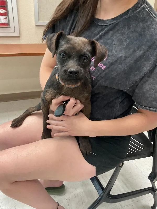 An adult medium-sized female Black Mixed Breed dog named Cortessa for adoption in Hobbs, NM
