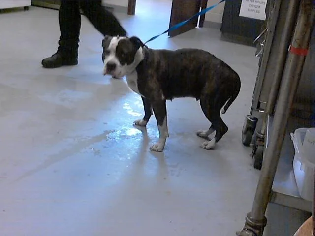 A young medium-sized female Pit Bull Terrier dog named Cookie for adoption in Fayetteville, NC