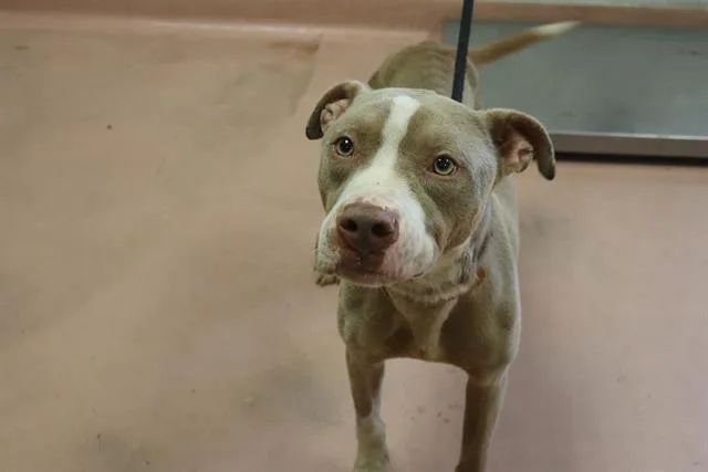 An adult medium-sized male Mixed Breed dog named Tank for adoption in Columbia, SC